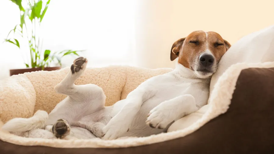 A dog sleeping in a cozy pet bed and a plant in the background.