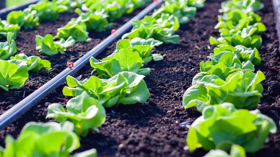 A drip irrigation system in a garden.