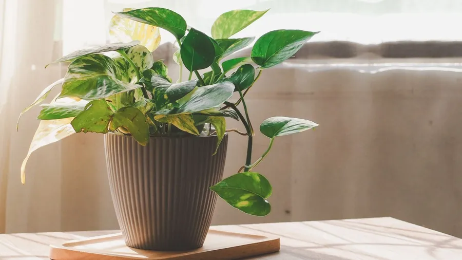 A golden green pothos on a table near a widow.