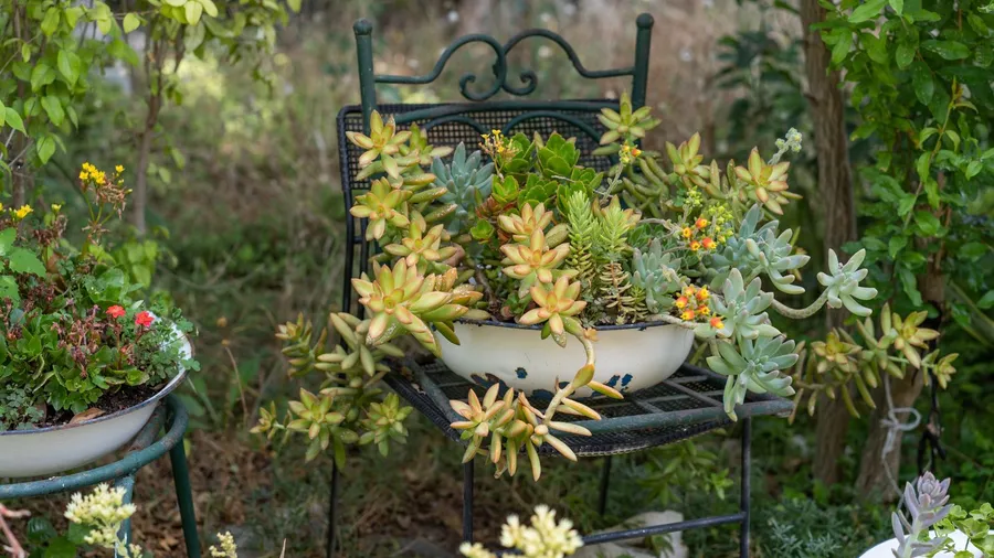 A ceramic plant pot with succulents on a repurposed chair in a garden.