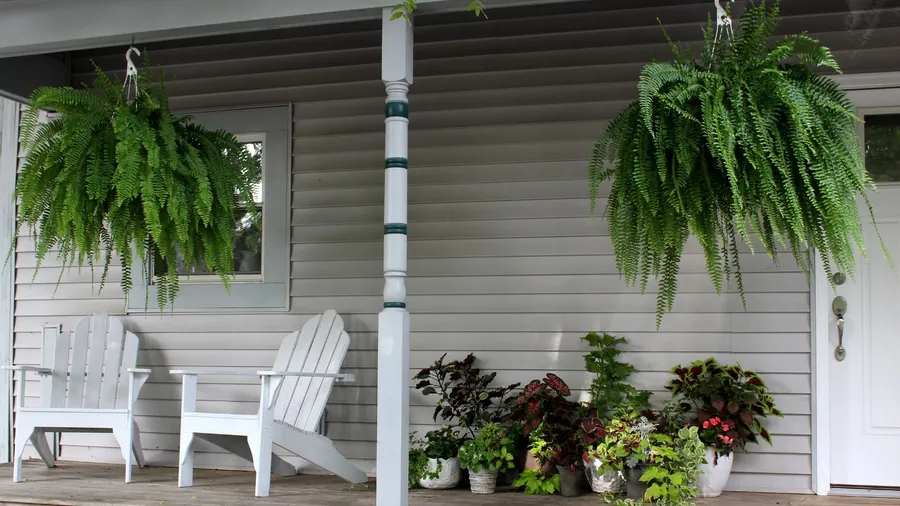 A porch with white Adirondack chairs with potted plants beside them and hanging ferns in planters.