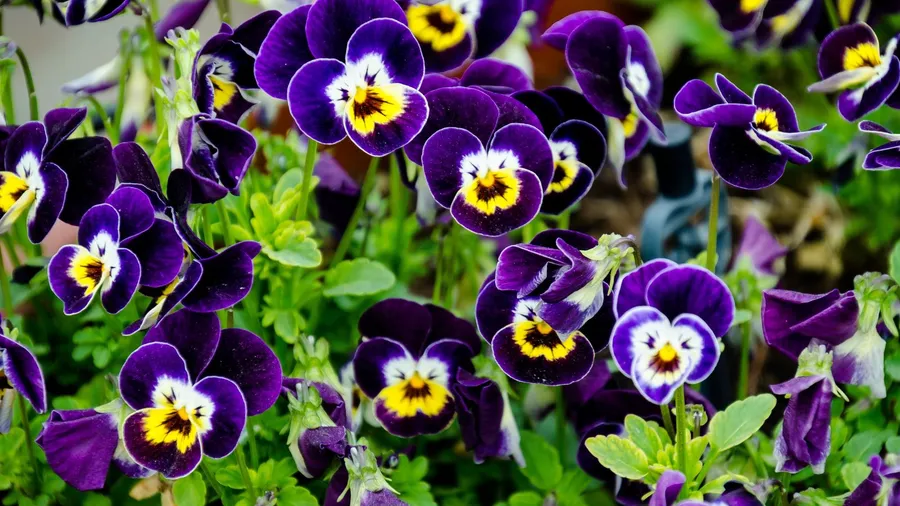 Vibrant purple pansies growing in a garden.