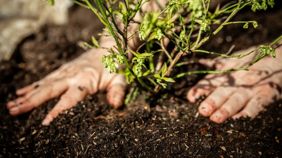 A man planting a small plant in the soil.