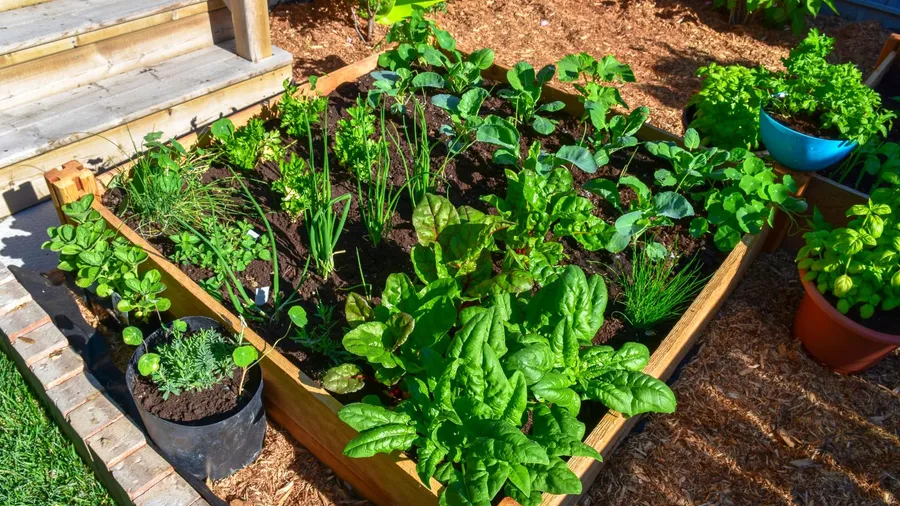 A garden with fragrant herbs growing along with other plants in a raised garden bed.