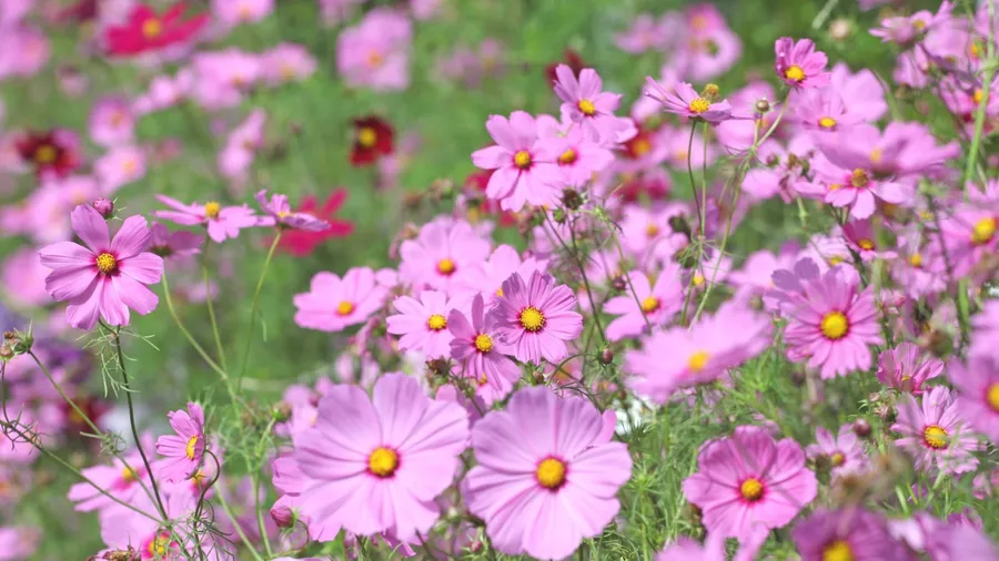 Beautiful pink cosmos blooming in a garden.