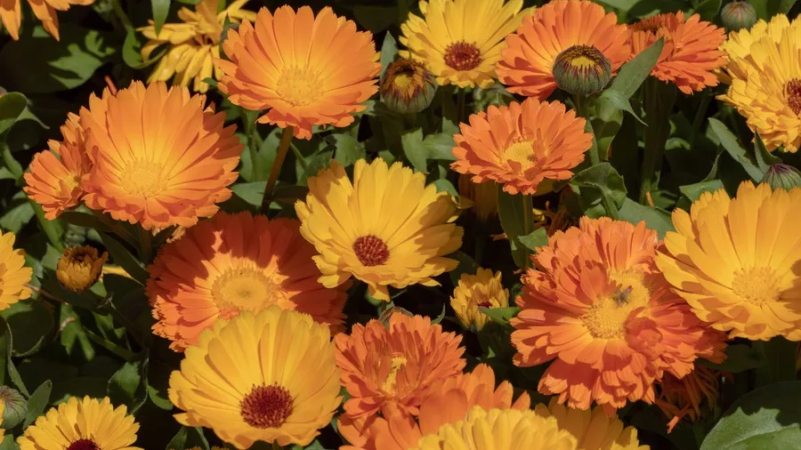 Cluster of bright orange and yellow calendula flowers in a garden.