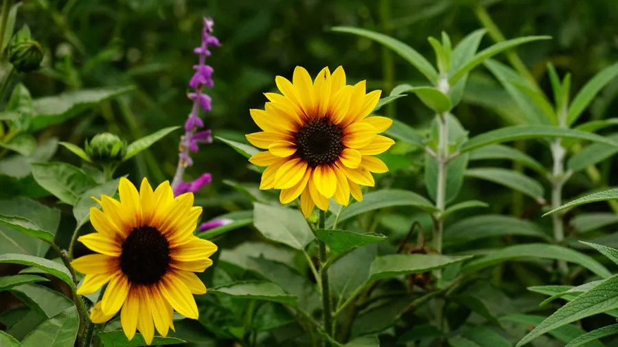 Two bright sunflowers blooming in a garden.