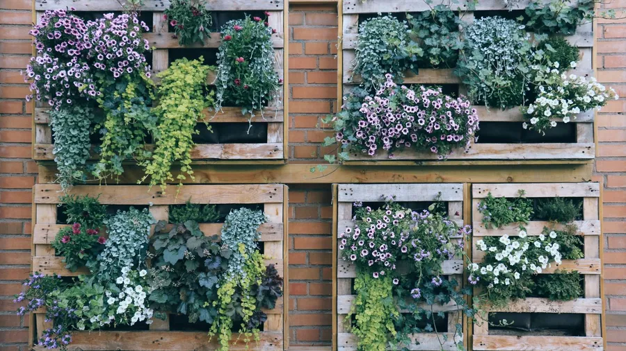 A vertical garden with planting crates mounted on a brick wall.