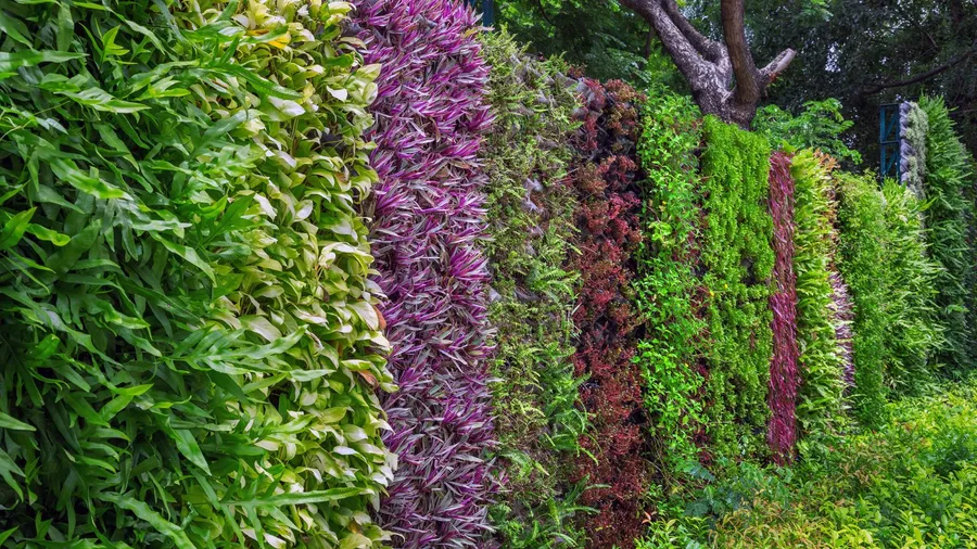 A vibrant vertical garden with lush green, red, and purple foliage, creating a natural living fence in a garden.