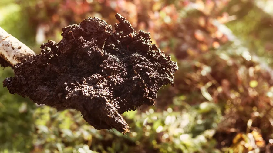 A shovel holding a dark, rich compost for gardening.