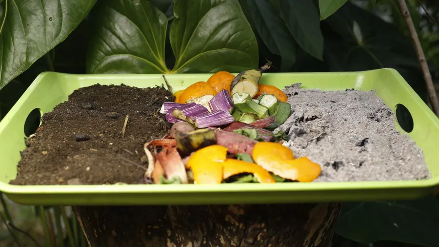 A green tray with food scraps, ash, and composted soil in a garden.