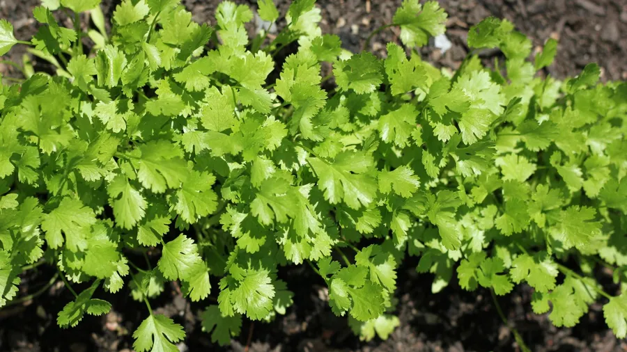 Cilantro growing in a herb garden.