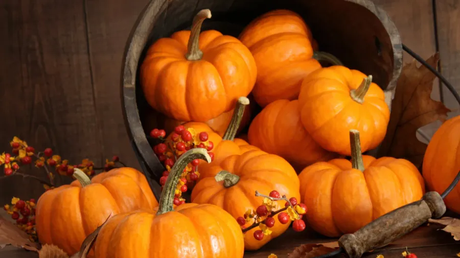 Wooden bucket filled with tiny pumpkins.