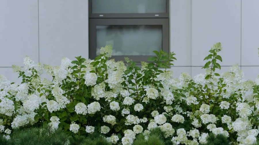 a beautiful display of white flowering plants accentuates the green
