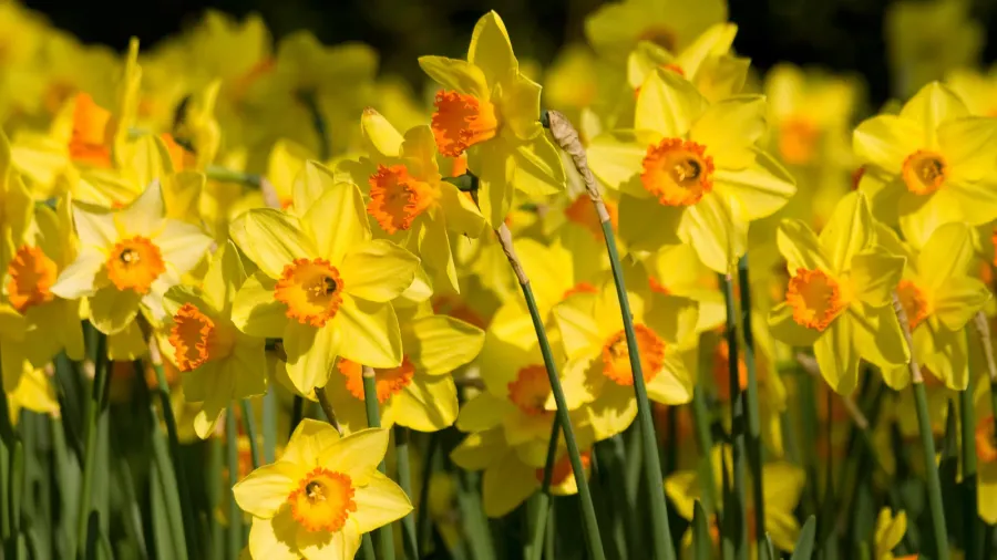 Blooming daffodils in a garden.