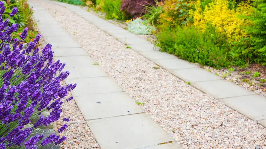 A gravel pathway in a garden between formal beds of lavender.