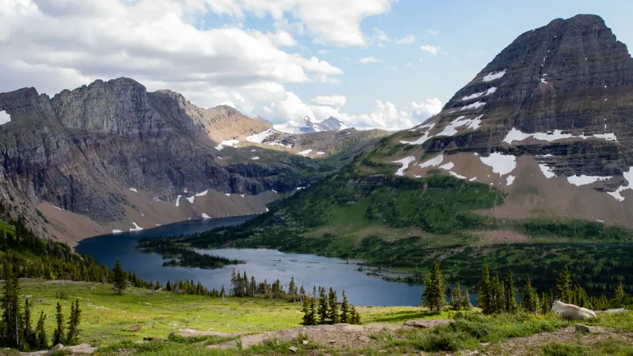 a mountain goat looks over the landscape of hidden lake