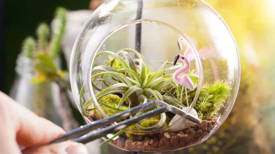 a terrarium garden scene in glass ball shape with tillandsia