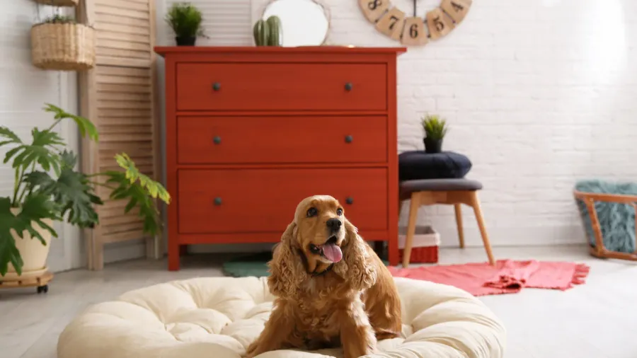 adorable dog on pet bed in stylish room interior