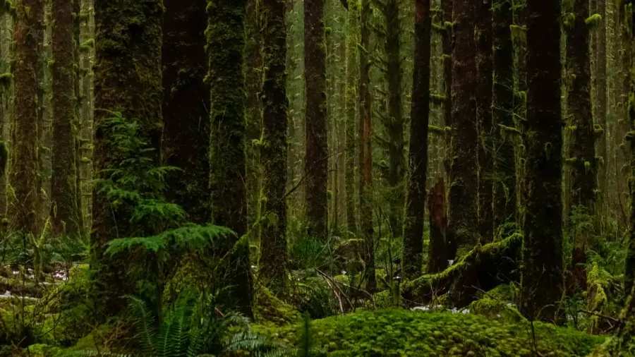 aerial flying view of the moss covered trees in the