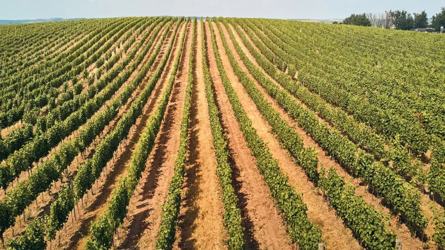 agriculture