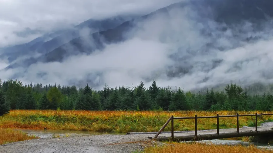 alaska meadow