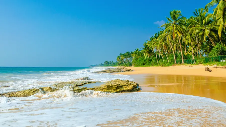 amazing exotic sandy beach andhigh palm trees