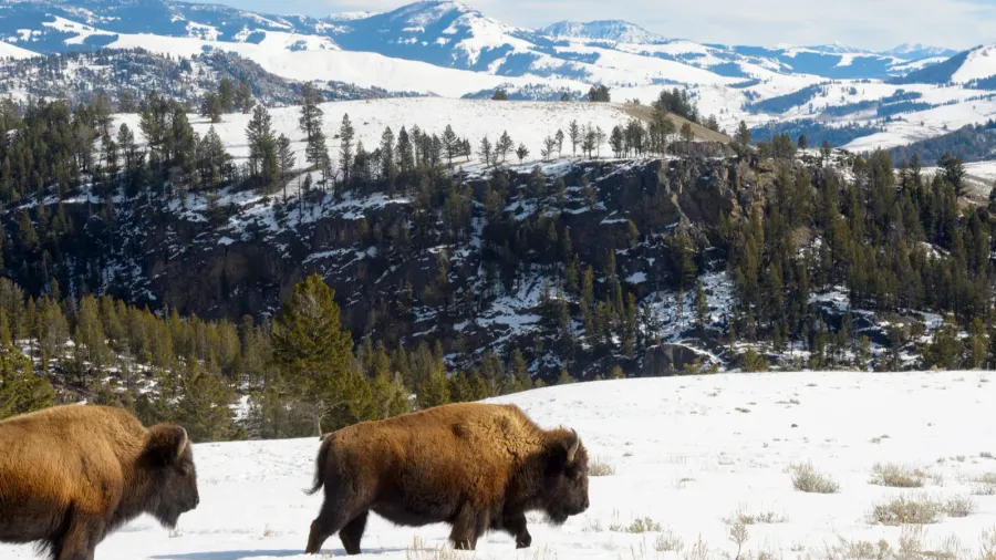 american bison bison bison walking in landscape yellowstone national park