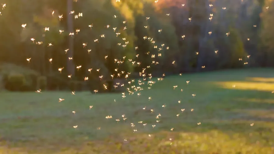 animals and wildlife  mosquitos