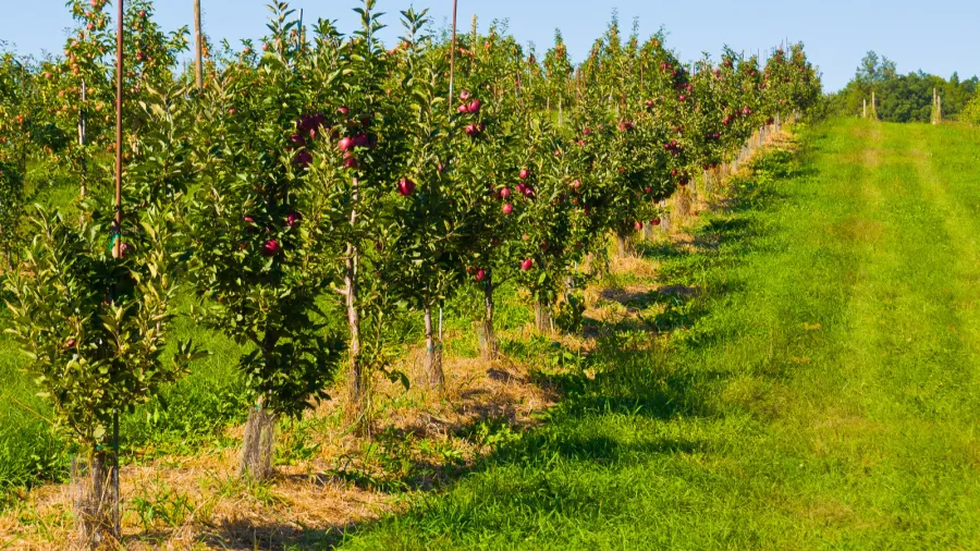 apple orchard