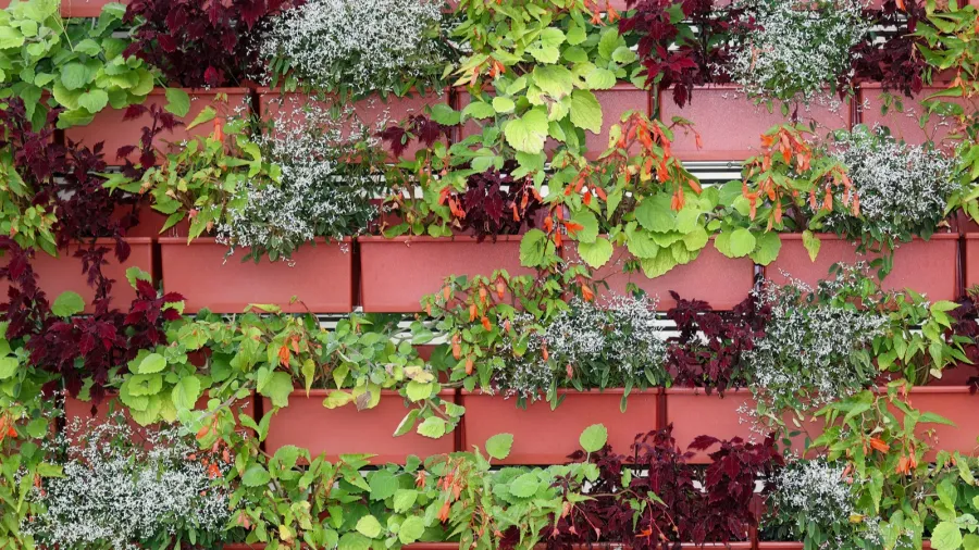 arrangement of flower plant pots on a vertical wall as