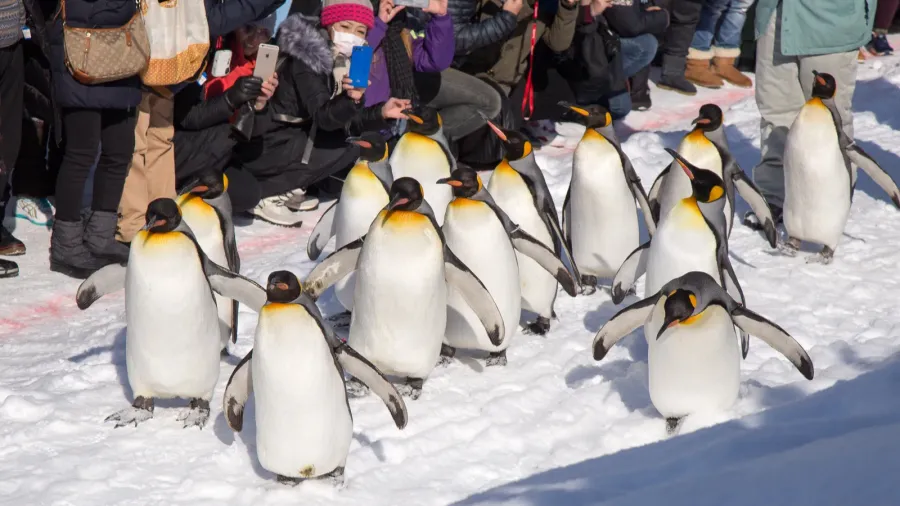 asahiyama zoo asahikawa hokkaido japan  february 2018  penguins