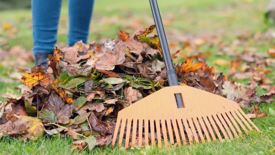 autimnal work in the garden  raking fallen leaves