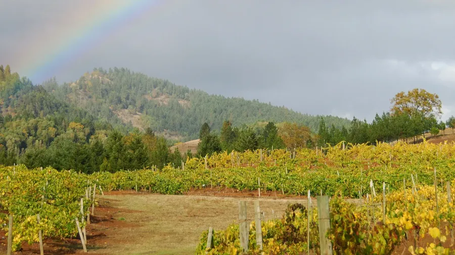 autumn grapes