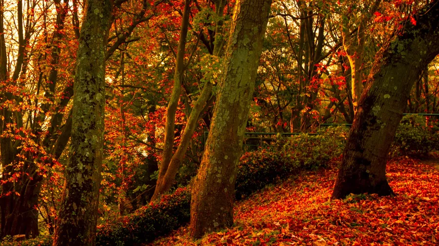 autumn in the park