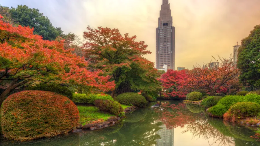 autumn in the shinjuku park tokyo