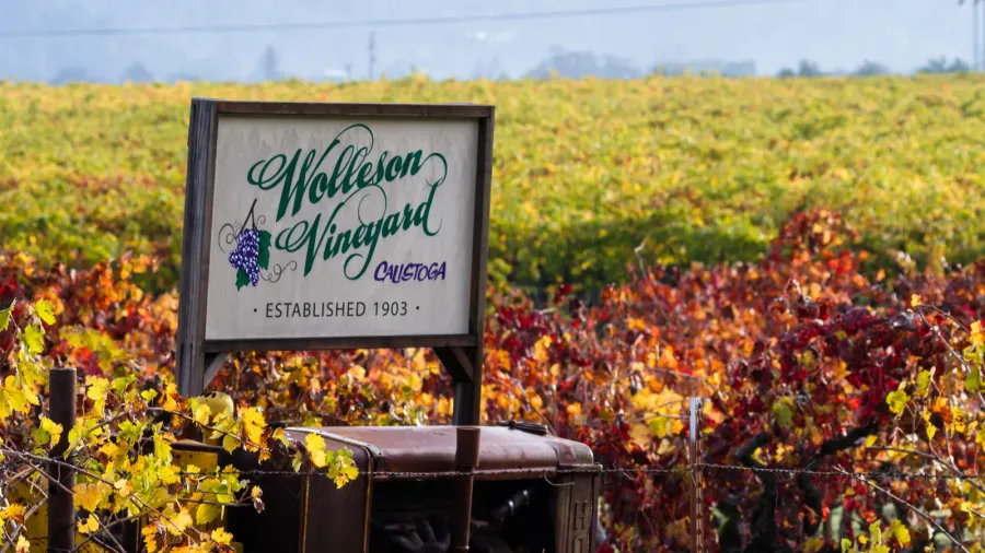 autumn in the vineyards