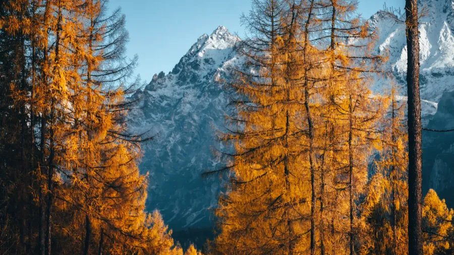 autumn nature orange trees road under snowy mountains and runner
