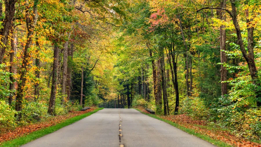 autumn road