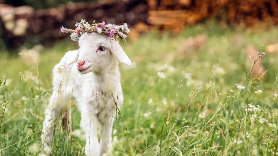 baby lamb with flower crown