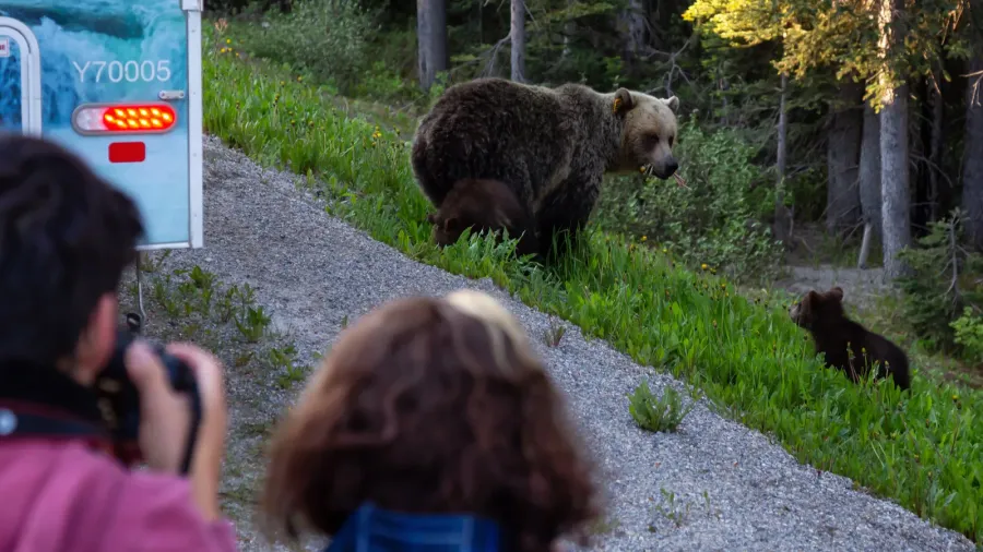 banff alberta canada  june 19 2018 tourist taking