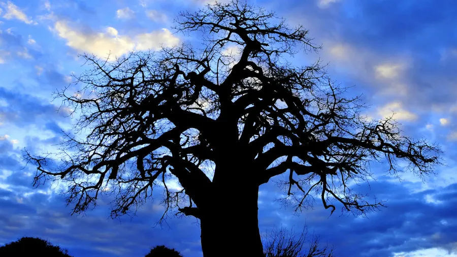 baobab or boab boaboa bottle tree upsidedown tree and monkey