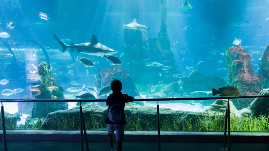 barcelona spain  jun 28th 2023 child boy visiting aquarium