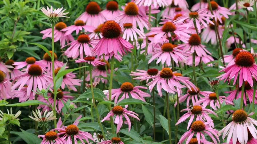 Purple coneflowers with conical brown centers in a garden.