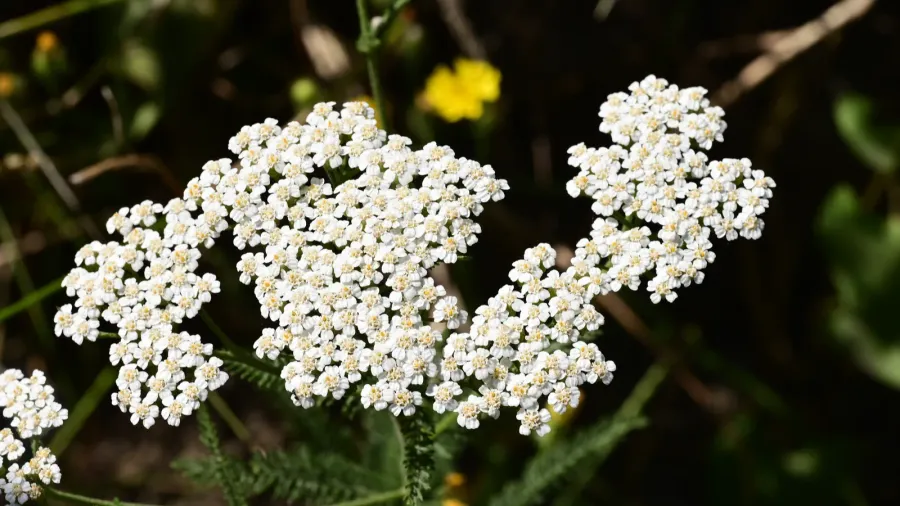White clusters of tiny flowers blooming in a field.