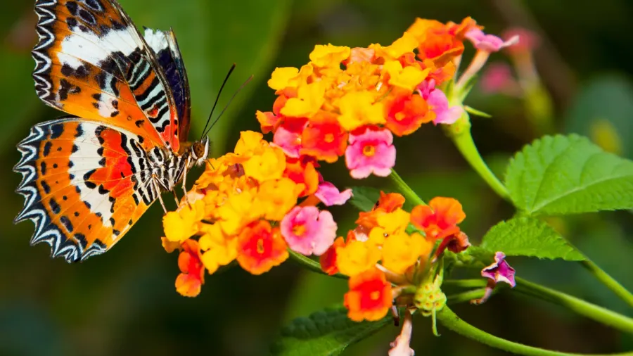 A butterfly sitting on colorful flowers in a garden.