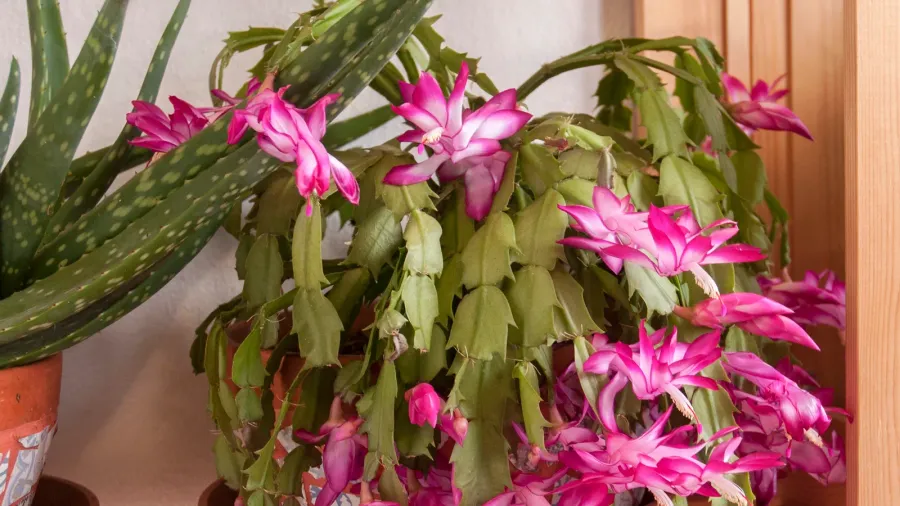 beautiful flowering christmas cactus