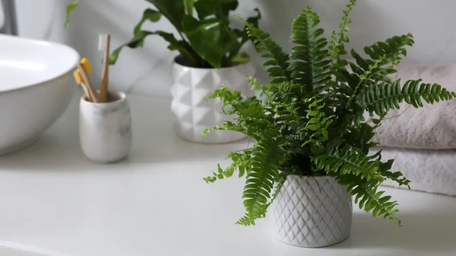 A potted plant placed on a white counter near towels and tooth brushes.
