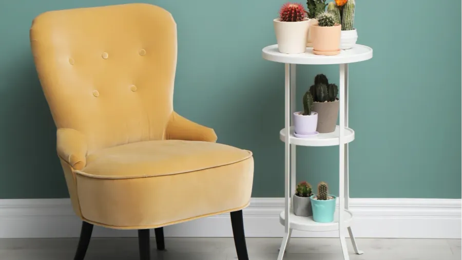 beautiful interior with different cacti in flowerpots