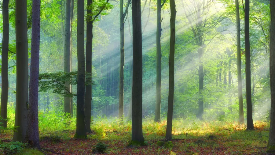 beautiful morning in the forest